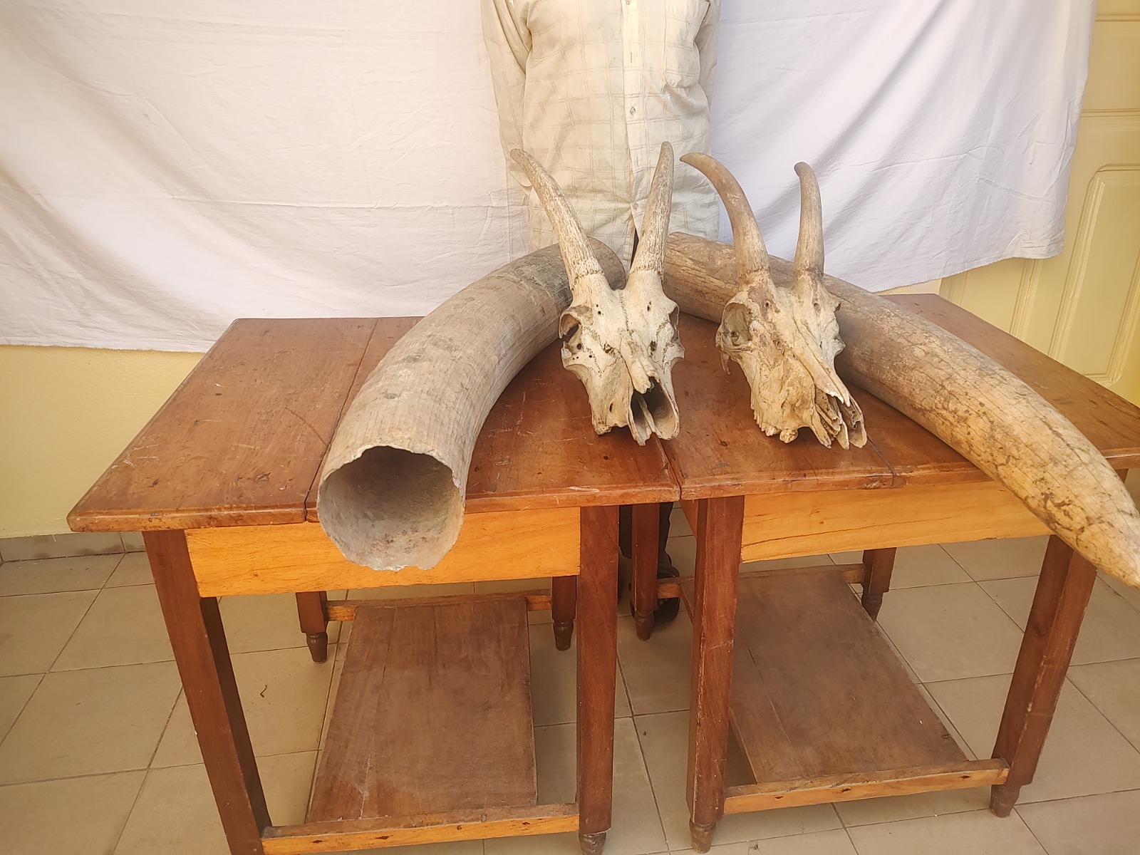 Trafic d’espèces protégées : Un trafiquant d’ivoire d’éléphant arrêté puis déféré